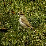 White-browed Ground Tyrant / Muscisaxicola albilora