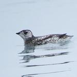 Kittlitz's Murrelet / Brachyramphus brevirostris