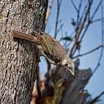 Bridled Honeyeater / Bolemoreus frenatus