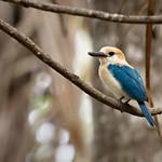 Niau Kingfisher / Todiramphus gertrudae