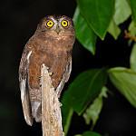 Энганская совка / Otus enganensis