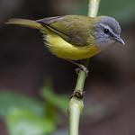 Yellow-bellied Warbler / Abroscopus superciliaris