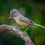 Spectacled Barwing / Actinodura ramsayi