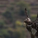 Asian Barred Owlet / Glaucidium cuculoides