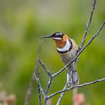 Western Spinebill / Acanthorhynchus superciliosus