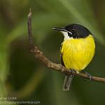 Черноголовый тоди-мухолов / Todirostrum nigriceps