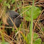 Тапакуло парамо / Scytalopus opacus