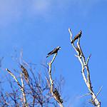 Carnaby's Black Cockatoo / Zanda latirostris