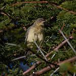 Рыжегрудая желтобрюшка / Eremomela usticollis