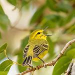 Vitelline Warbler / Setophaga vitellina