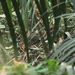 Ahanta Spurfowl / Pternistis ahantensis