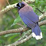 Черногрудая сойка / Cyanocorax affinis