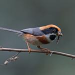 Black-throated Bushtit / Aegithalos concinnus