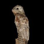 Исполинский уратао / Nyctibius grandis