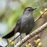 Grey Catbird / Dumetella carolinensis