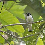 Буруанский монарх / Symposiachrus loricatus