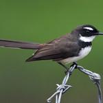 Philippine Pied Fantail / Rhipidura nigritorquis
