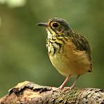 Пятнистый торорой / Hylopezus macularius
