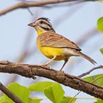 Буропоясничная овсянка / Emberiza affinis