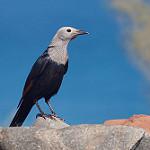 Сомалийский скворец / Onychognathus blythii