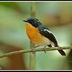 Rufous-chested Flycatcher / Ficedula dumetoria
