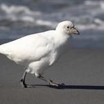 Белые ржанки / Chionidae фото
