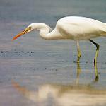 Chinese Egret / Egretta eulophotes