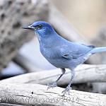 Остроклювая сойка / Gymnorhinus cyanocephalus