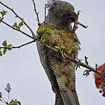 Gang-gang Cockatoo / Callocephalon fimbriatum