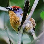Rufous-capped Nunlet / Nonnula ruficapilla