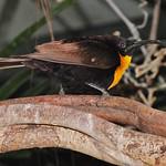 Buff-throated Sunbird / Chalcomitra adelberti
