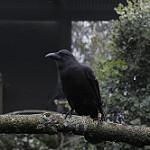 Гавайская ворона / Corvus hawaiiensis