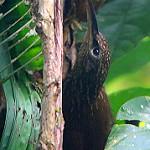 Мечеклювый древолаз / Xiphorhynchus susurrans