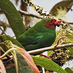 Grass-green Tanager / Chlorornis riefferii
