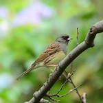 Седоголовая овсянка / Emberiza spodocephala