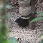 Gorgeted Wood Quail / Odontophorus strophium