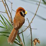 Желтоклювая сутора / Paradoxornis flavirostris