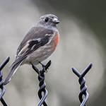Scarlet Robin / Petroica boodang
