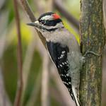Дятлообразные / Piciformes фото