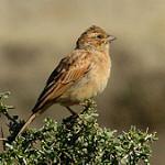 Бледная овсянка / Emberiza impetuani