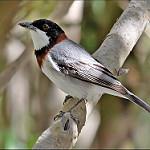 Сорокопутовый свистун / Pachycephala lanioides