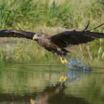 Желтоклювый коршун / Milvus aegyptius