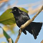 Карибский гракл / Quiscalus lugubris