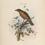 Бурый садовник / Amblyornis inornata