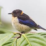 Golden-collared Honeycreeper / Iridophanes pulcherrimus