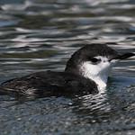 Гуадалупский старик / Synthliboramphus hypoleucus