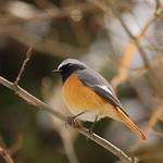 Hodgson's Redstart / Phoenicurus hodgsoni