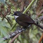 Восточный корнихон / Calyptophilus frugivorus