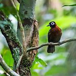 Chestnut-crested Antbird / Rhegmatorhina cristata