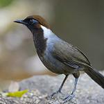 White-necked Laughingthrush / Garrulax strepitans